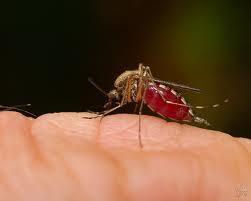 Les solutions contre les moustiques 100% naturelles !