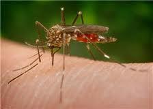 Les solutions contre les moustiques 100% naturelles !