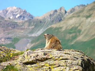 Au pays merveilleux des marmottes