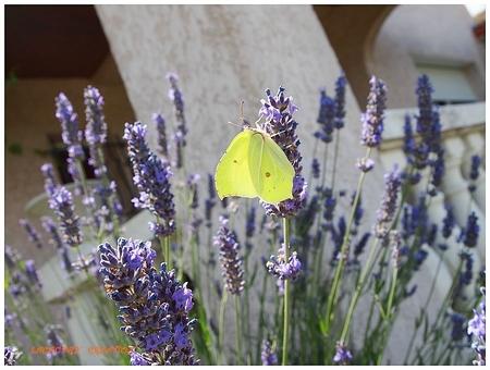 joli papillon by sylviam