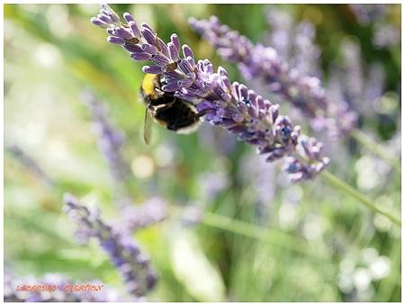 jolie zabeille by sylviam