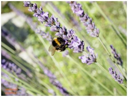 abeilles et lavande by sylviam