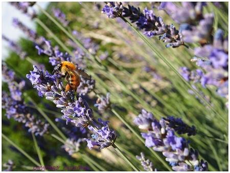 abeille butineuse et lavande