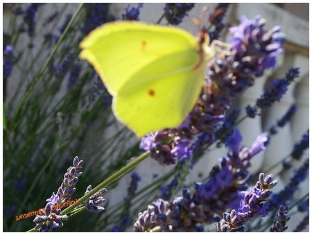 papillons lavande by sylviam