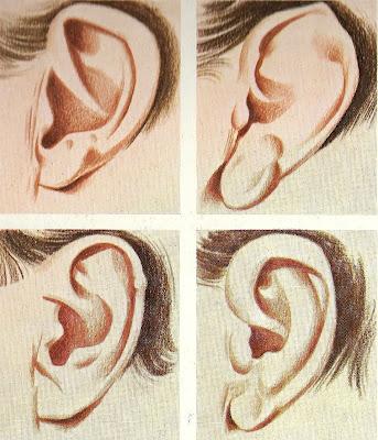 La forme  des oreilles dépend des chromosomes