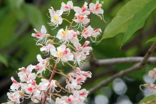 aesculus indica paris 23 juin 2012 009.jpg
