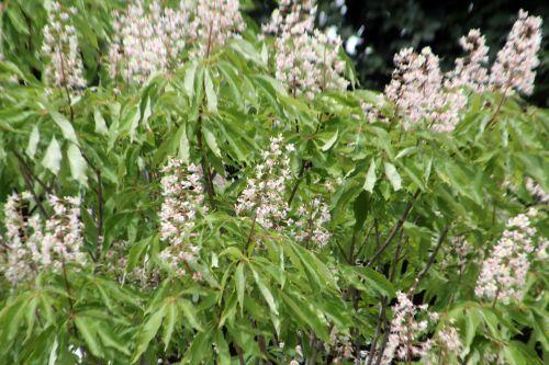 aesculus indica paris 23 juin 2012 005.jpg