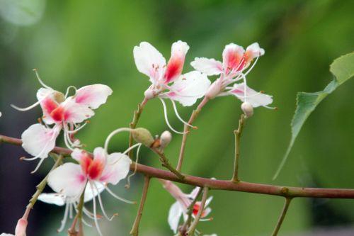 aesculus indica paris 23 juin 2012 010.jpg