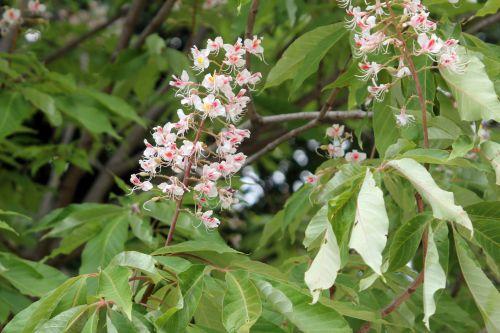 aesculus indica paris 23 juin 2012 006.jpg