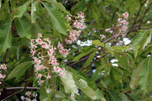 aesculus indica paris 23 juin 2012 007.jpg