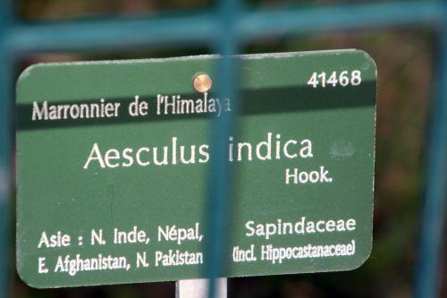 aesculus indica paris 23 juin 2012 013.jpg