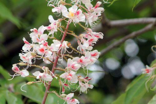 aesculus indica paris 23 juin 2012 008.jpg