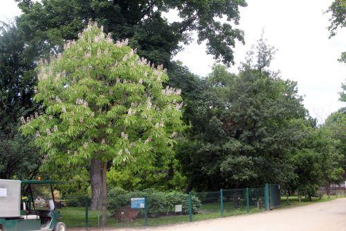 aesculus indica paris 23 juin 2012 002.jpg