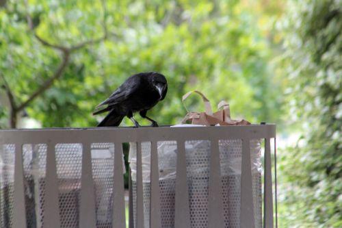 paris 23 juin 2012 078.jpg