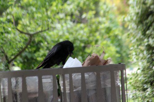 paris 23 juin 2012 080.jpg