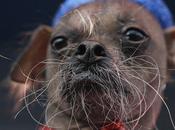 Mugly, chien plus laid monde