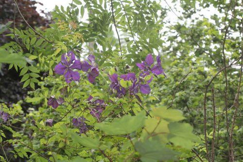 clematis veneux 24 juin 2012 013.jpg