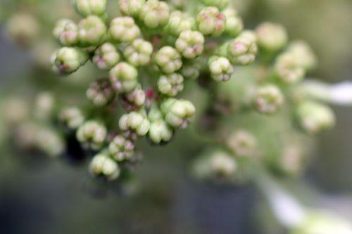 hydrangea quercifolia veneux boutons 24 juin 2012 009.jpg
