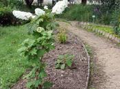 Hydrangea quercifolia