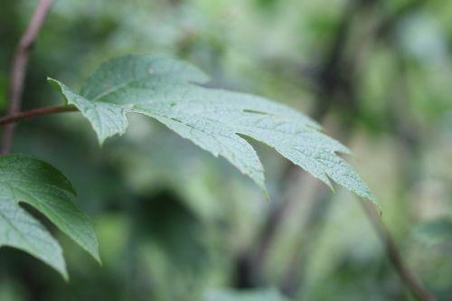 hydrangea quercifolia veneux fe 24 juin 2012 011.jpg