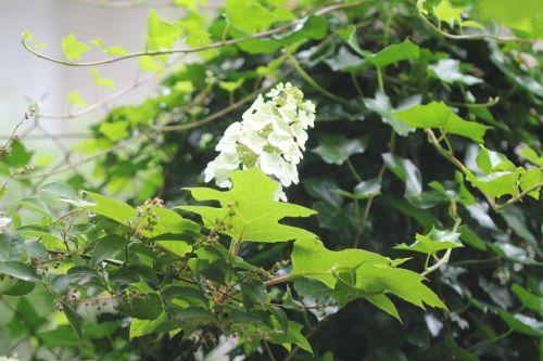 hydrangea quercifolia veneux 24 juin 2012 017.jpg