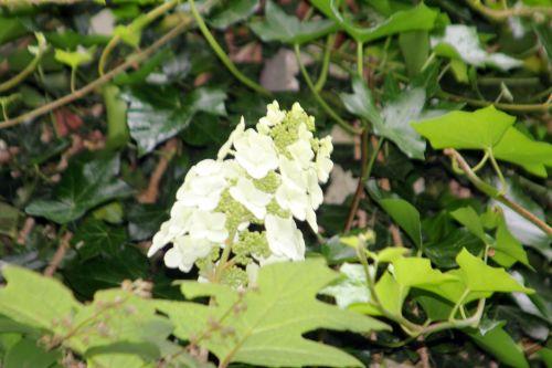 hydrangea quercifolia veneux 24 juin 2012 001.jpg