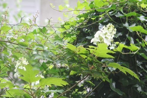 hydrangea quercifolia veneux 24 juin 2012 003.jpg