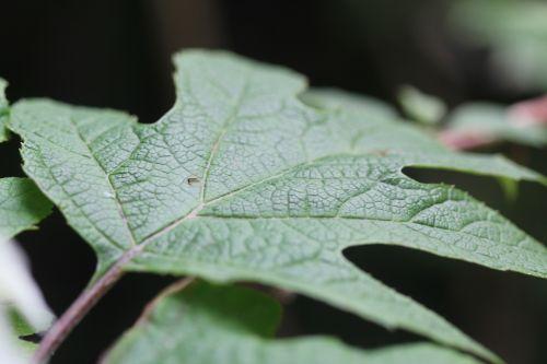 hydrangea quercifolia veneux fe 24 juin 2012 012.jpg