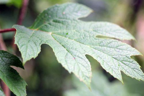 hydrangea quercifolia veneux fe 24 juin 2012 010.jpg