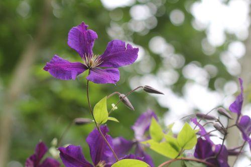 clematis veneux 24 juin 2012 014.jpg