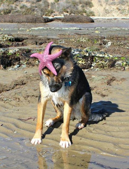 Michaux pour la saison