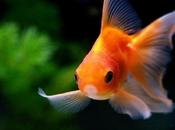 Parole d’enfant meute, troupeau banc ..heu