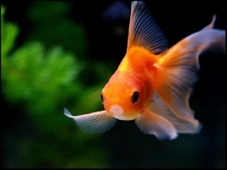 Parole d’enfant ► Une meute, un troupeau … un banc ..heu !!!