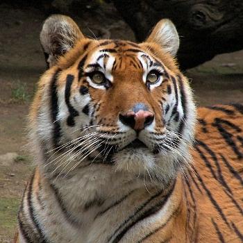a l'état sauvage, le tigre est asiatique. 