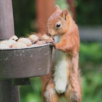 l'écureuil aime aussi les noix, les graines de tournesol, les glands... 