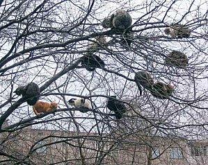 chats-dans-l-arbre15-animal-insolite-19.jpg