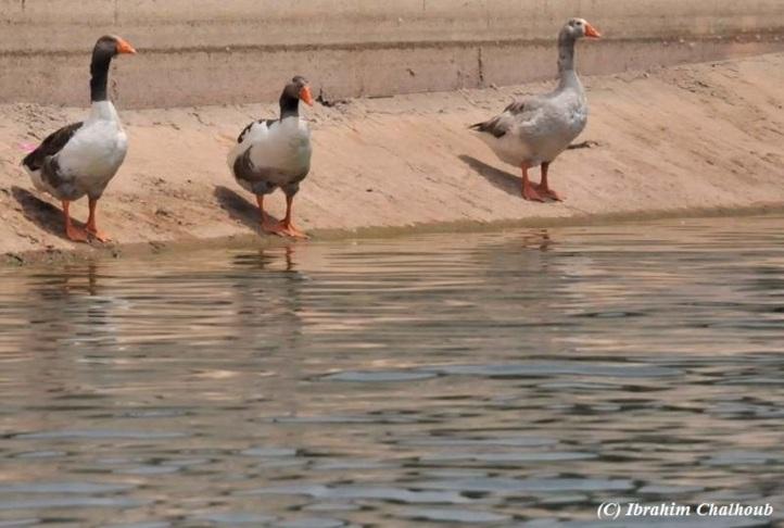 Qu’est-ce qu’elles attendent? Photo (C) Ibrahim Chalhoub