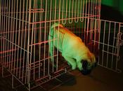 Jailbreak Bêta compatible avec Redsn0w 0.9.13dev2...