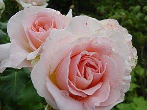 Roses-rose.jpg