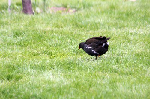 paris 23 juin 2012 457.jpg