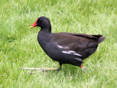 gallinula paris 23 juin 2012 463.jpg