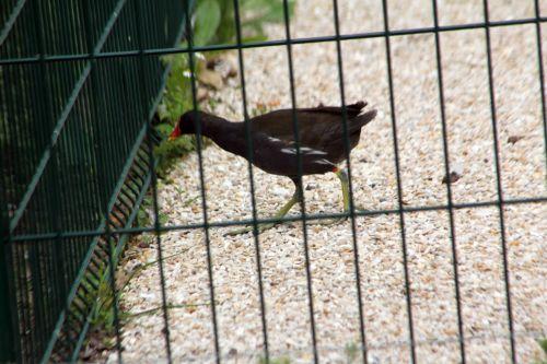 paris 23 juin 2012 462.jpg