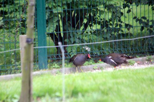 paris 23 juin 2012 451.jpg