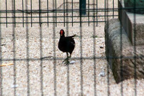 paris 23 juin 2012 459.jpg