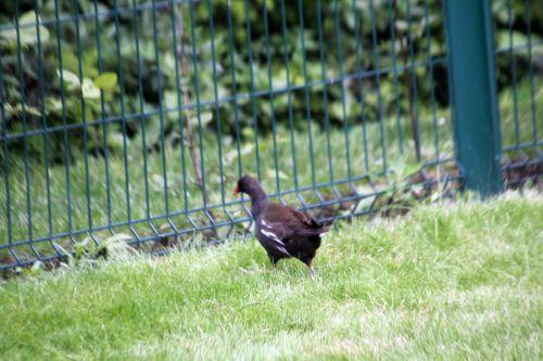 paris 23 juin 2012 466.jpg