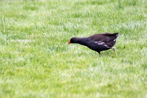 paris 23 juin 2012 455.jpg