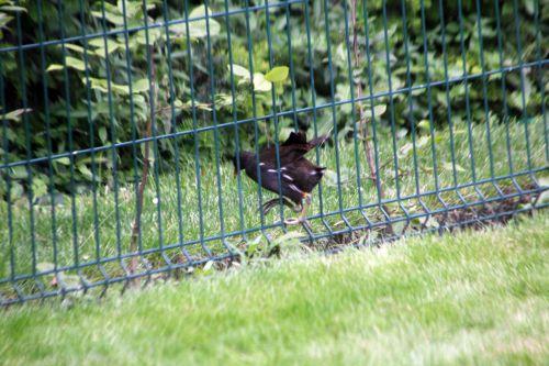 paris 23 juin 2012 467.jpg