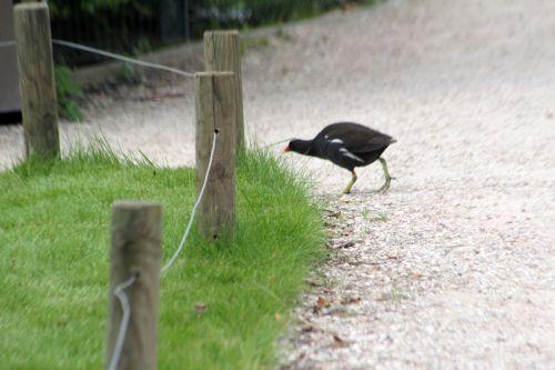 paris 23 juin 2012 449.jpg