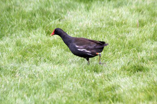 paris 23 juin 2012 465.jpg