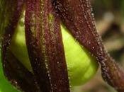 Sabot Vénus (Cypripedium calceolus)